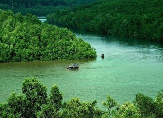 Những lí do khiến du khách bị hấp dẫn bởi rừng ngập mặn Cà Mau