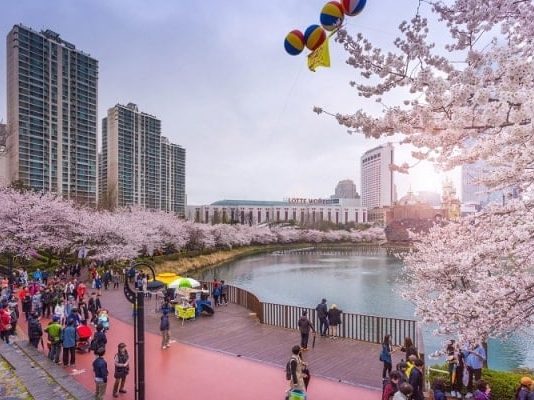 Đến hồ Seokchon Hàn Quốc - chiêm ngưỡng cảnh hoa anh đào khoe sắc rực rỡ